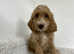 Beautiful cockapoo boy ready now