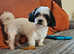 Imperial Shih Tzu