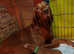 Lovely vizslas ready to go KC Register!!!!!!One girl left !