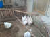 WHITE ORPINGTON HATCHING EGGS......X6......LARGE FOWL