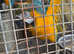 Macaw blue and gold pair