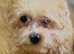 pomerpoo