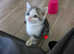 Part Maine coone kittens for sale