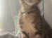 Beautiful siamese crossed oriental kittens