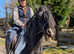 Super traditional cob 14.2hh