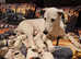Saluki lurcher puppies ready now for sale