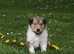 Collie Puppies - Exceptional Litter from Angels Path Kennel