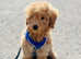 3.5 Months Miniature Poodle puppy for sale fully vaccinated