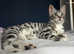 Two beautiful male cats