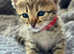 Exceptional quality Tica registered savannah kittens