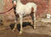 Traditional red and white filly