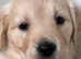 BELLA X DUKE Golden retriever puppies