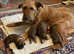 Irish Terrier puppies ready for their new home from April 12