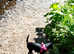15 weeks old girl patterdale terrier