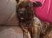 Presa canario x American bulldog