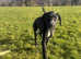 POINTER PUPPIE