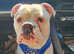 Olde tyme bulldog dog