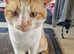 Selling my cat