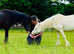 Cremello sec A Mare companion pony