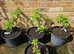 David Austin Wild Edric Rose X 4 In 15 Litre Pots Repeat Flowering Fragrant