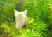 Cute Rams Horn Snails
