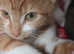 Tabby orange kitten