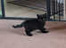 ** Lucky Black Cat - Boy **