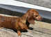 Meet Nita "Bonita" - Our Little Lady Looking for Love!