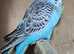 Green blue split Blackwings