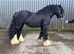 9yr Black stallion