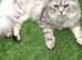 Ready to go now  Main Coon x Siberian Forest Cat