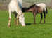 Appy filly blanket xxx