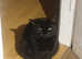 Friendly, loving, pure black cat for rehome