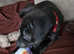 Staffordshire bull terrier for puppy sale