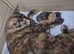 3 cute kittens looking for forever homes