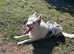 DEAF BLUE MERLE COLLIE ALFIE REHOME
