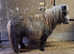 Miniature shetland ponies
