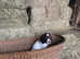 KC Registered English Springer Spaniels