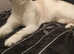 Beautiful ragdoll/Siamese for rehoming