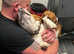 2 year old beagle *please read ad"
