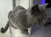 Possibly pregnant British shorthair
