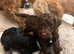 Vet checked Cavapoos 1 Chocolate boy left