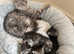 Pedigree xl size Maine coon kittens