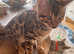 2 bengal brothers for sale