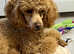 Gorgeous Toy poodle puppies