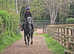 Handsome steel grey 15.3hh irish type gelding