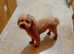 Toy poodle boy
