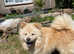Chow puppies