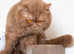 8 CHOCOLATE BRITISH SHORTHAIR  PEDIGREE