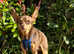 Russian toy terrier now reserved